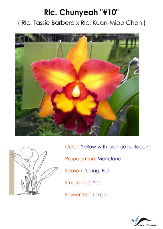 Rlc Phet Phaithoon x Rlc Chunyeah 'Tzeng Wen' Fragrant Orchid Plant in 5" Pot