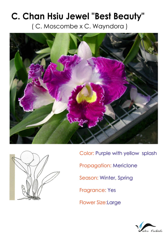 Schomburkia 'Oriental Mystic' Hybride parfum Cattleya New orchidée orchidées