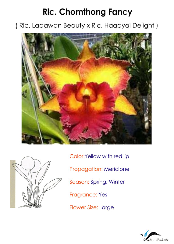 Schomburkia 'Oriental Mystic' Hybride parfum Cattleya New orchidée orchidées